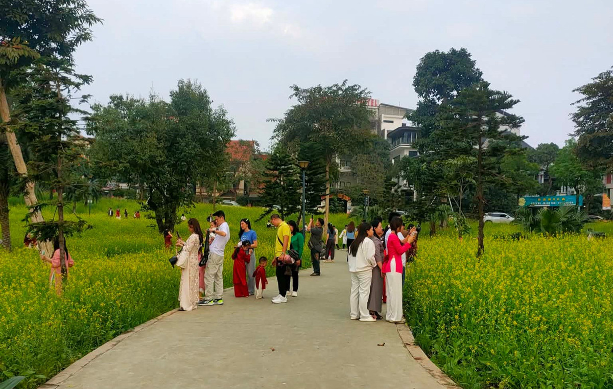 Chị Nguyễn Thị Hòa, ở Việt Trì cho hay, cánh đồng hoa cải nở nhiều năm nay vào đúng dịp Tết nên nhiều người ghé thăm chụp ảnh. Năm nay thời tiết ấm áp nên lại càng thu hút đông người đến chụp ảnh hơn.