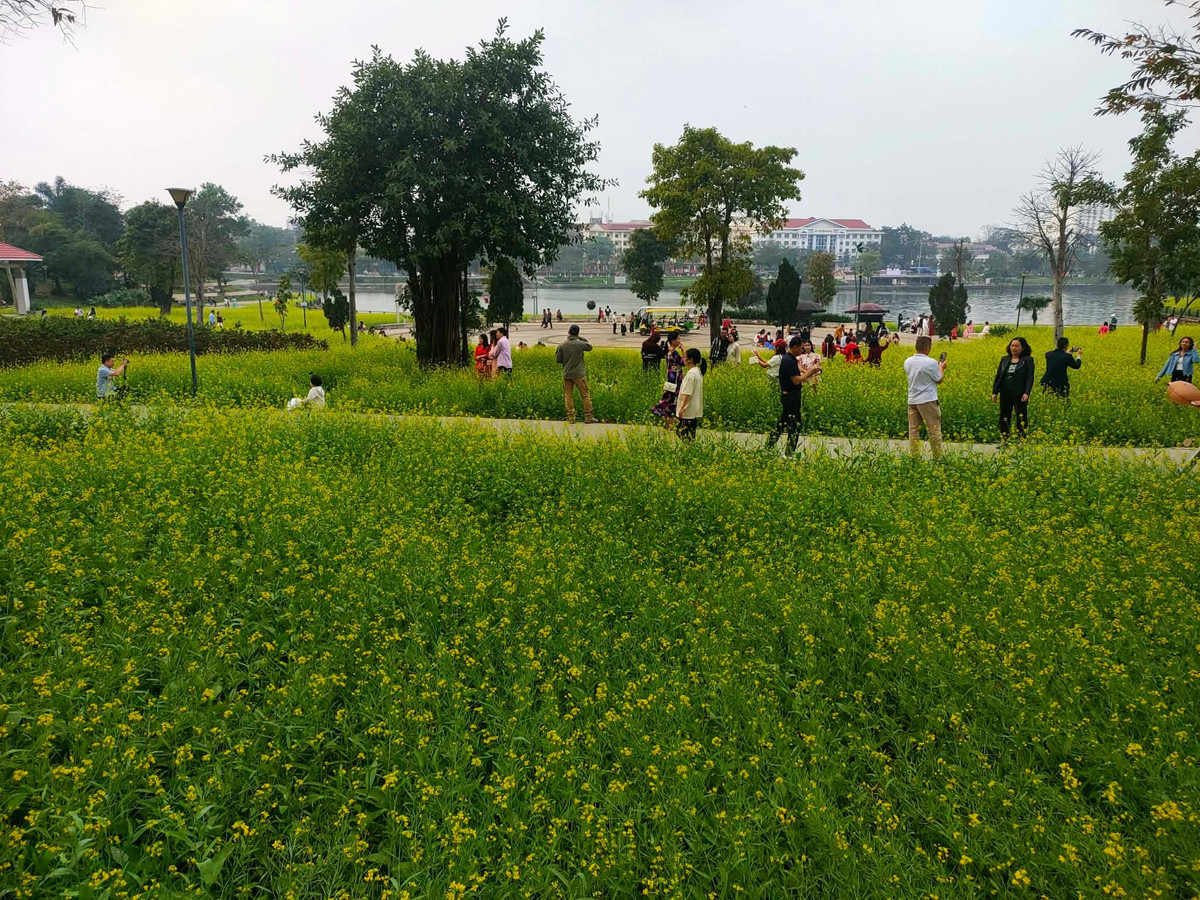 Trong tiết trời se lạnh của những ngày Tết, sắc vàng rực rỡ của hoa cải trải rộng trên khu đất hơn một ha tạo nên khung cảnh tươi sáng, mang đậm không khí mùa xuân.