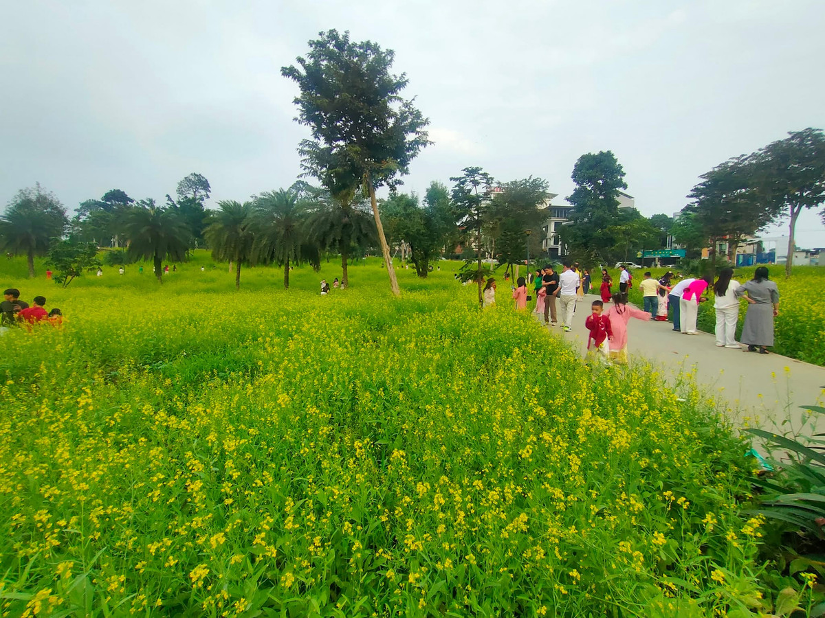 Những ngày đầu năm mới Bính Ngọ 2026, cánh đồng hoa cải tại Công viên Văn Lang (tỉnh Phú Thọ) trở thành điểm đến thu hút đông người dân và du khách tới tham quan, chụp ảnh.