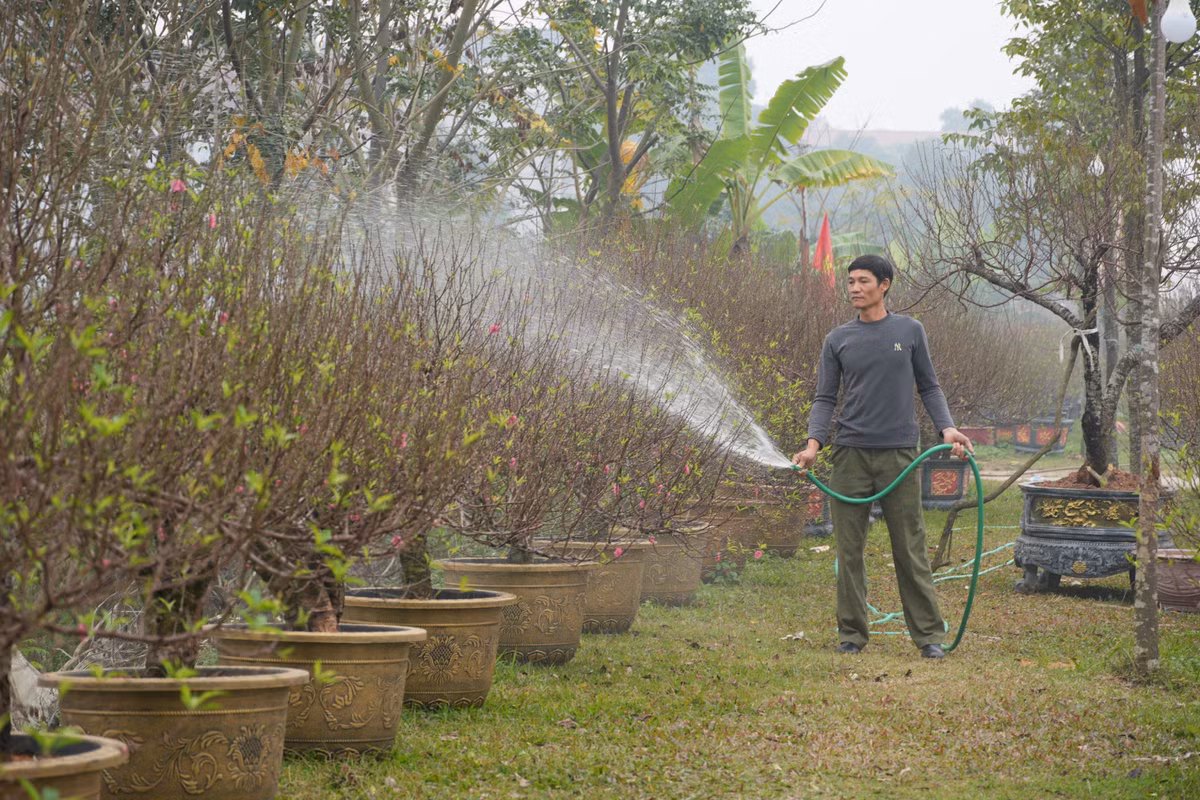 Theo chia sẻ của các chủ vườn, nghề trồng đào đã gắn bó với người dân nơi đây từ lâu và dần trở thành làng nghề trồng đào. Cây hoa đào không chỉ mang lại thu nhập ổn định mà còn góp phần làm nên thương hiệu hoa đào đặc trưng của vùng đất trung du Phú Thọ.