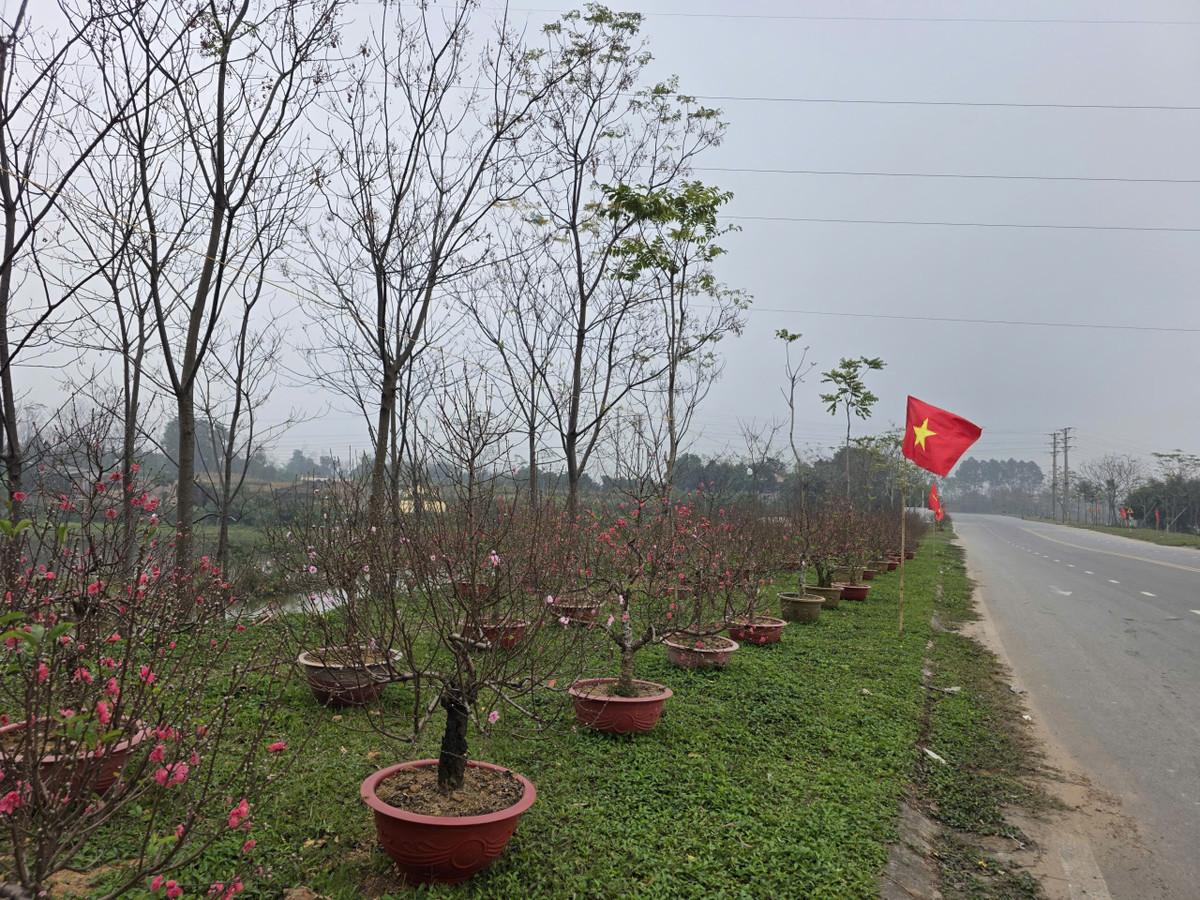 Hoa Đào ở đây có nhiều chủng loại, từ đào đỏ, đào phai, đào cánh trắng với nhiều vóc dáng và giá tiền khác nhau, phù hợp với túi tiền của nhiều người.