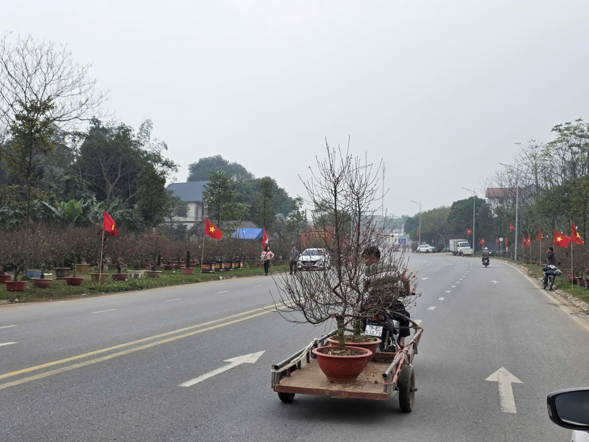 Mỗi gốc đào được bán là tín hiệu cho một vụ mùa hứa hẹn thắng lợi, tiếp thêm động lực để người dân làng nghề tiếp tục gìn giữ và phát huy giá trị nghề trồng đào truyền thống.