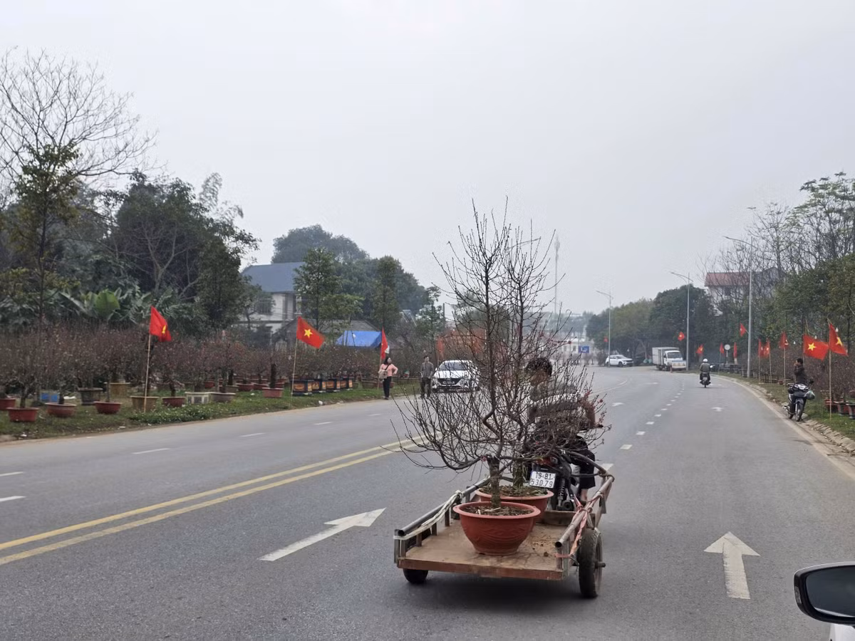 Mỗi gốc đào được bán là tín hiệu cho một vụ mùa hứa hẹn thắng lợi, tiếp thêm động lực để người dân làng nghề tiếp tục gìn giữ và phát huy giá trị nghề trồng đào truyền thống.