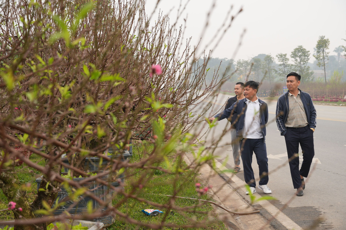 Tại Phú Thọ có nhiều địa phương tổ chức chợ hoa Tết với đầy đủ các loại hoa, nhưng nhiều người dân vẫn tìm đến làng nghề Nhà Nít để mua đào tận gốc.