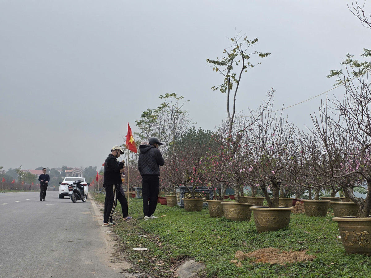 Khách mua đào chủ yếu lựa chọn các cây vừa và nhỏ, phù hợp túi tiền và dễ dàng vận chuyển, chăm sóc...