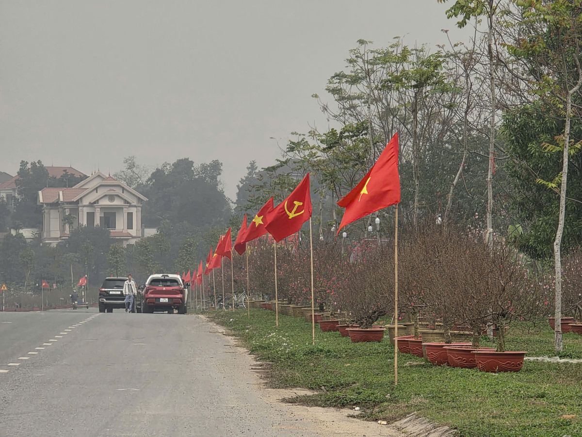 Từ khoảng một tháng trở lại đây, các chủ vườn bắt đầu tuốt lá, đánh đào lên chậu và đưa ra điểm trưng bày nằm ven tuyến đường Tôn Đức Thắng. Hai bên đường, hàng nghìn gốc đào được trưng bày.