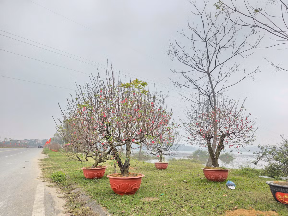 Tham khảo giá tại vườn đào Nhà Nít thì đào huyền có giá dao động từ 800 nghìn đến 1,2 triệu đồng/cây; đào gốc ghép từ gốc đào cổ từ 1 - 15 triệu đồng/gốc, tùy dáng thế và tuổi cây; đào cành từ 200 - 600 nghìn đồng/cành.