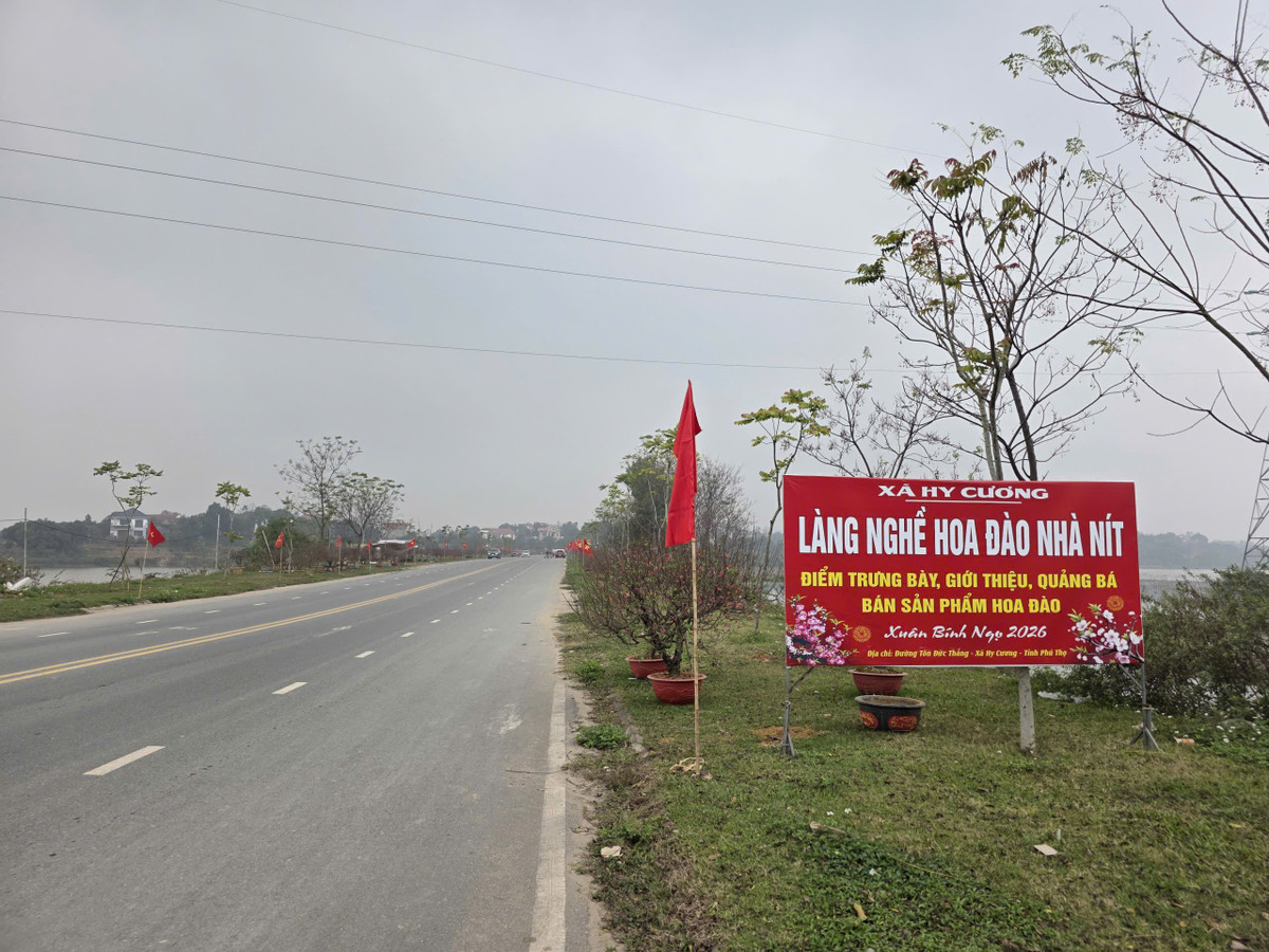 Làng nghề hoa đào Nhà Nít, xã Hy Cương, tỉnh Phú Thọ - một trong những thủ phủ cung cấp hoa đào cho người dân trong địa bàn cũng như nhiều tỉnh trong khu vực. Làng nghề hiện có 128 thành viên, diện tích canh tác khoảng 7,5ha. Năm nay, làng nghề Nhà Nít tung ra thị trường khoảng 40.000 gốc đào các loại.