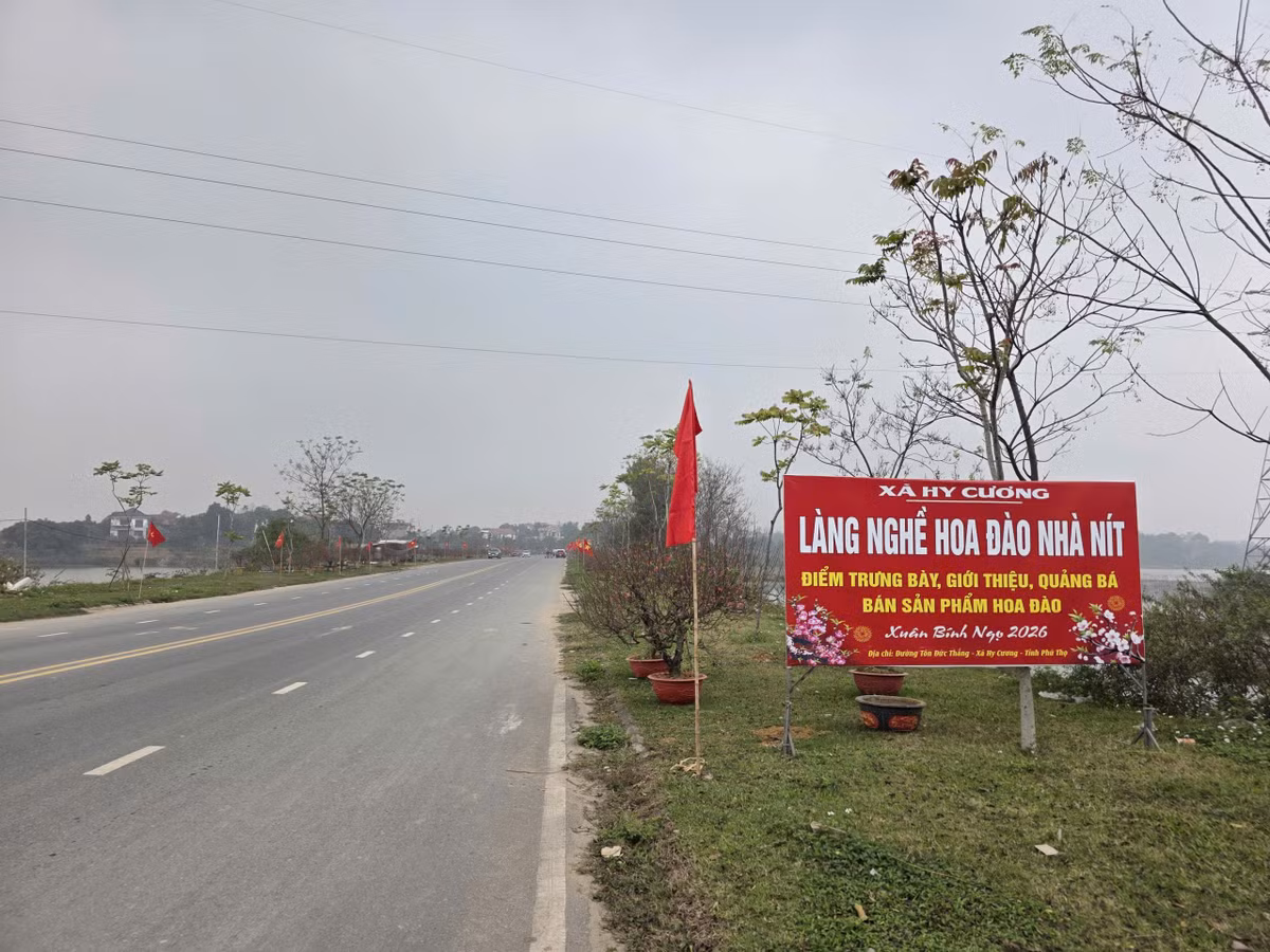 Làng nghề hoa đào Nhà Nít, xã Hy Cương, tỉnh Phú Thọ - một trong những thủ phủ cung cấp hoa đào cho người dân trong địa bàn cũng như nhiều tỉnh trong khu vực. Làng nghề hiện có 128 thành viên, diện tích canh tác khoảng 7,5ha. Năm nay, làng nghề Nhà Nít tung ra thị trường khoảng 40.000 gốc đào các loại.