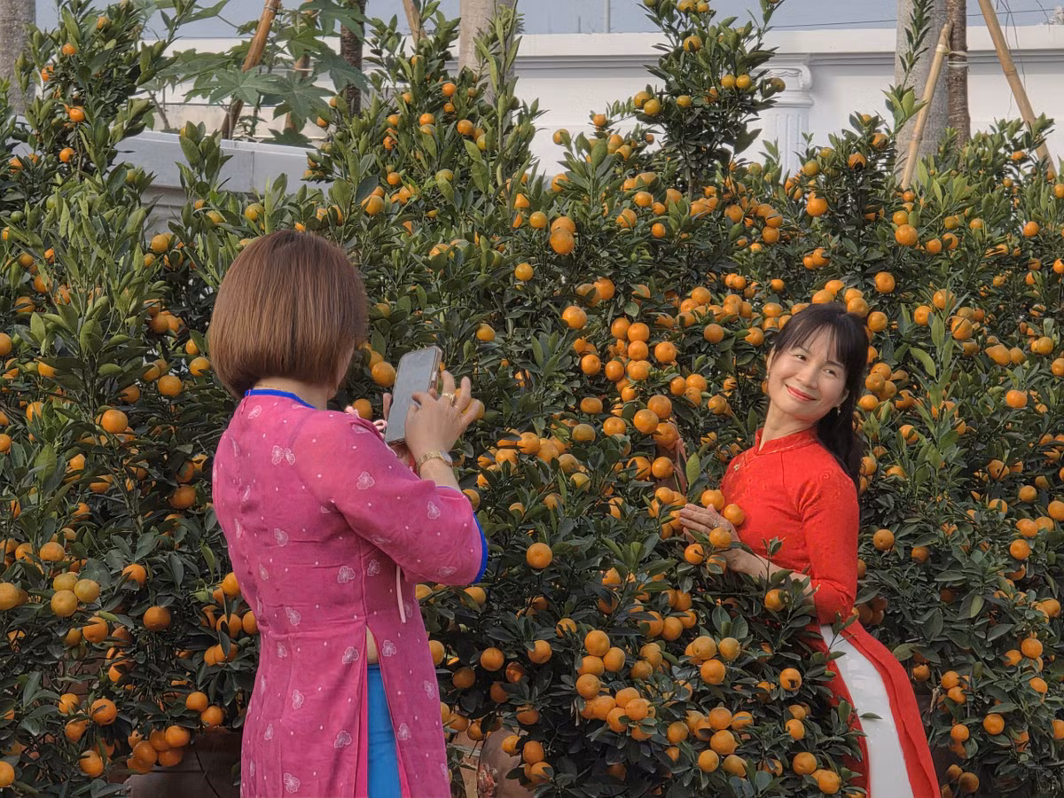 Thỏa sức tạo dáng bên những cây cảnh Tết cực đẹp mà lại không phải trả phí...