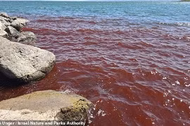 Biển hồ Galilee đỏ như máu, bình thường hay 'điềm xấu'?