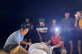 11 cá thể rùa con được thả về biển Gia Lai là loài cực quý hiếm