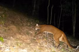 Beo lửa xuất hiện ở Nghệ An quý hiếm cỡ nào?