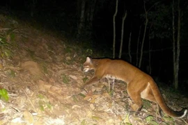 Beo lửa xuất hiện ở Nghệ An quý hiếm cỡ nào?