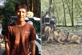 Đàn sư tử nổi điên tấn công nhân viên vườn thú ngay tại Bangkok