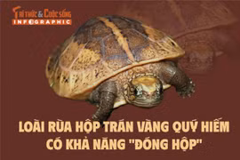 [INFOGRAPHIC] Loài rùa quý hiếm có khả năng "đóng hộp"