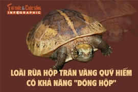 [INFOGRAPHIC] Loài rùa quý hiếm có khả năng "đóng hộp"