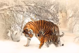 Dự đoán ngày mới 21/3/2026 cho 12 con giáp: Dần kiểm soát rủi ro