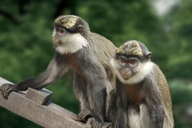 Khỉ Liban vượt biên sang Israel gõ cửa nhà dân gây chấn động