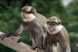 Khỉ Liban vượt biên sang Israel gõ cửa nhà dân gây chấn động