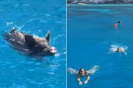 Lợn rừng xuất hiện giữa Địa Trung Hải, du khách hoảng hốt tháo chạy