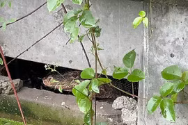 Từ tiếng động lạ, ngã quỵ thấy "quái thú" làm việc tày đình