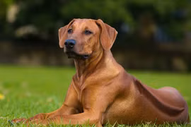 Chó lông xoáy Nam Phi, IQ cao ngất... kẻ săn sư tử đáng gờm