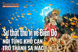 [INFOGRAPHIC] Sự thật thú vị về Biển Đỏ - nơi từng khô cạn trở thành sa mạc