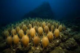 Phát hiện sốc hàng ngàn trứng 'quái vật'... ấp trong núi lửa