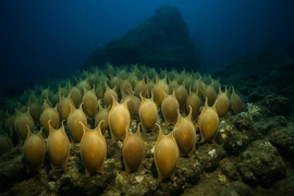 Phát hiện sốc hàng ngàn trứng 'quái vật'... ấp trong núi lửa