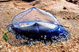 Sứa xanh tuyệt đẹp như ngọc biển, chạm vào dễ mất mạng ngay