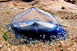 Sứa xanh tuyệt đẹp như ngọc biển, chạm vào dễ mất mạng ngay