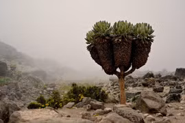  Kỳ lạ loài cây cao 9 mét mọc giữa khí hậu khắc nghiệt nhất