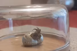 Bí ẩn 'sinh vật ngoài hành tinh' bên trong thiên thạch