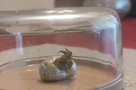 Bí ẩn 'sinh vật ngoài hành tinh' bên trong thiên thạch