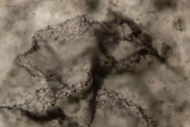 Tìm thấy manh mối về sự sống trong tảng đá 3,3 tỷ năm tuổi