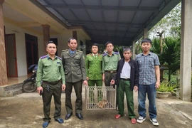 2 cá thể khỉ quý hiếm 'đi lạc' vào nhà dân Quảng Trị được giao nộp