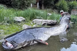 Bắt sống cá trê khổng lồ sau 50 phút vật lộn, ngư dân làm việc bất ngờ