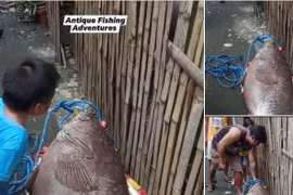 Cá song nặng gần tạ được kéo lên thuyền, ngư phủ choáng váng