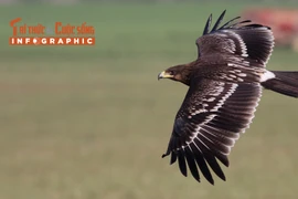 [INFOGRAPHIC] Đại bàng đen quý hiếm thế nào?