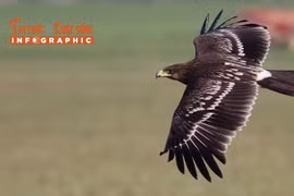 [INFOGRAPHIC] Đại bàng đen quý hiếm thế nào?