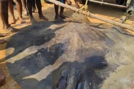 Ngư dân bắt được cá đuối khổng lồ nặng hơn 100 kg