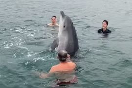 Thích thú cá heo mũi chai nô đùa cùng một gia đình ở Vịnh Lyme
