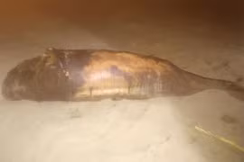 Xác cá voi hơn 30 kg dạt vào bờ biển Phù Mỹ Đông, toàn thân trầy xước