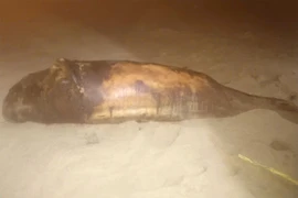 Xác cá voi hơn 30 kg dạt vào bờ biển Phù Mỹ Đông, toàn thân trầy xước