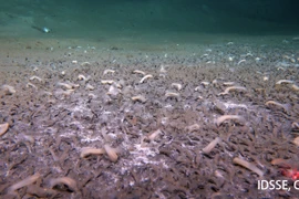 Phát hiện sốc hàng nghìn sinh vật sống dưới rãnh đại dương sâu nhất thế giới