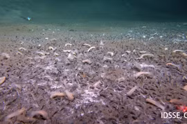 Phát hiện sốc hàng nghìn sinh vật sống dưới rãnh đại dương sâu nhất thế giới