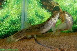 Cá chạch đồng xâm nhập Canada, nguy cơ diệt sạch cá bản địa?