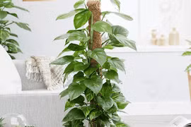 Loài cây lọc khí NASA khuyên trồng: Vừa đẹp vừa cực có ích