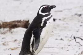 Kỹ năng xác định dòng nước tinh vi của chim cánh cụt